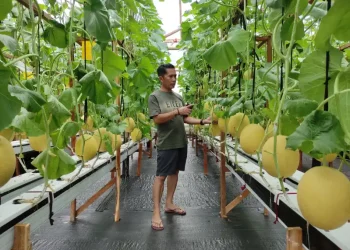 Pengembangan Potensi Desa Nglaran Pacitan Melalui Pertanian Melon Hidroponik