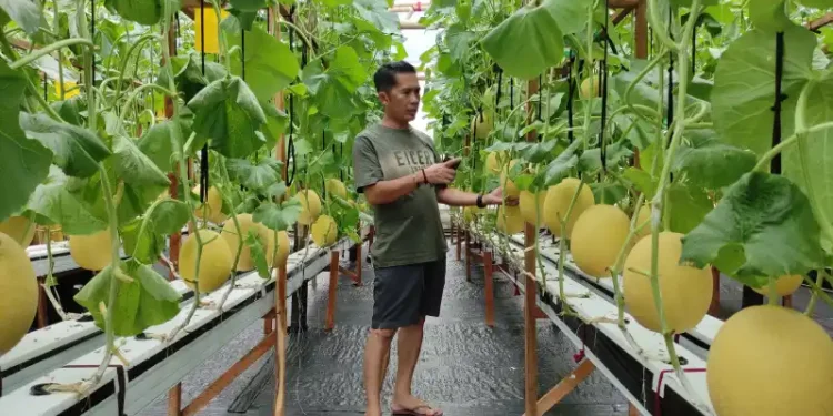 Pengembangan Potensi Desa Nglaran Pacitan Melalui Pertanian Melon Hidroponik