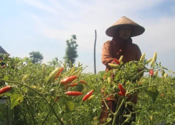 Pemkab Lumajang Bentuk Klaster Pertanian Cabai untuk Kontrol Harga dan Jaga Kualitas Panen