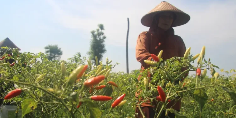 Pemkab Lumajang Bentuk Klaster Pertanian Cabai untuk Kontrol Harga dan Jaga Kualitas Panen