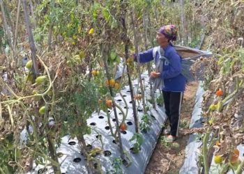 Cuaca dan Harga Pasar Mengguncang Petani di Magetan