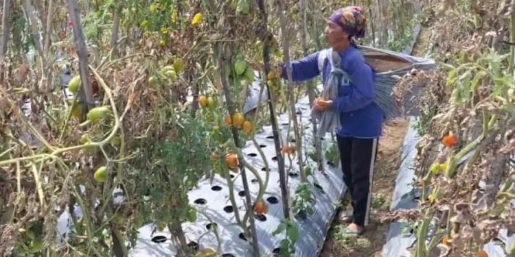Cuaca dan Harga Pasar Mengguncang Petani di Magetan