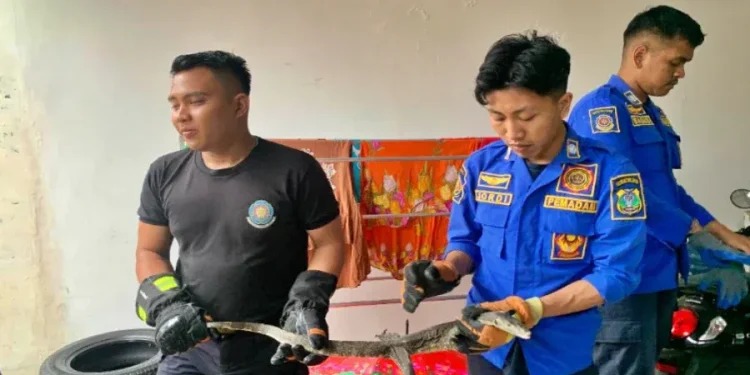 Evakuasi Biawak Masuk Rumah Warga oleh Damkar Bondowoso Saat Hujan Deras