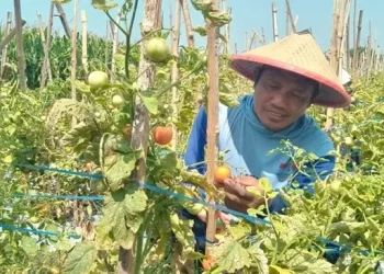 Harga Tomat Terpukul, Kisah Petani Jombang dalam Harapan dan Keputusasaan