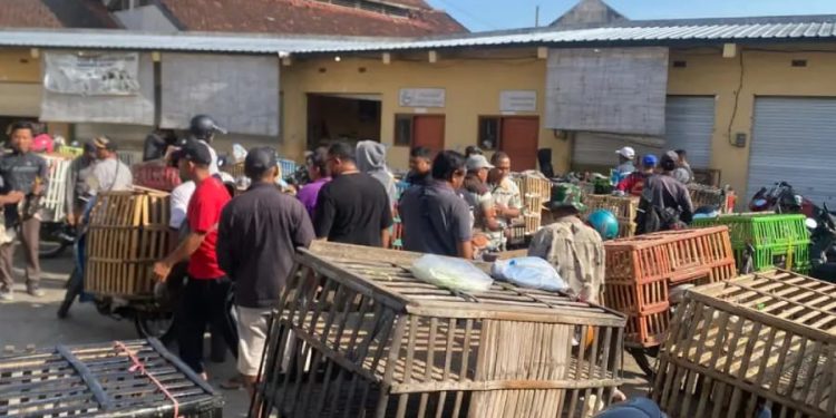 Pedagang Ayam Dipindahkan ke Pasar Induk Bondowoso, Jalan Veteran Menjadi Lebih Tertib