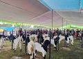 Kambing PE Kaligesing Bukan Sekedar Ternak Melainkan Bisnis Menggiurkan