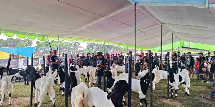 Kambing PE Kaligesing Bukan Sekedar Ternak Melainkan Bisnis Menggiurkan