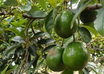 Transformasi Ekonomi Wonocolo Bojonegoro, Dari Minyak ke Sentra Alpukat