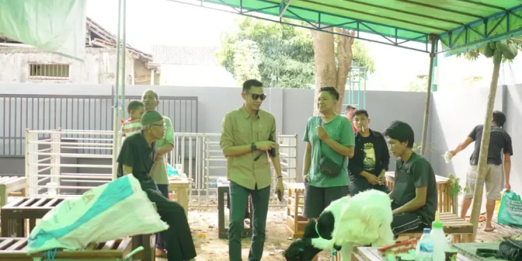 Masa Sulit Peternak Pacitan, Harga Kambing Turun, Biaya Pakan Meningkat