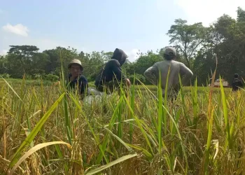 Produksi Beras Sampang Capai 346 Ribu Ton, Kerja Sama Petani dan TNI Jadi Kunci Lonjakan