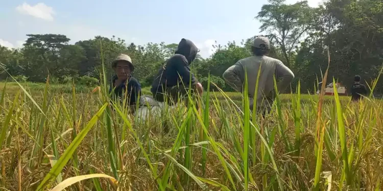Produksi Beras Sampang Capai 346 Ribu Ton, Kerja Sama Petani dan TNI Jadi Kunci Lonjakan