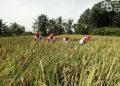 Verifikasi Data Faktual Lahan Pertanian Segera Diminta kepada Pemkab Jember