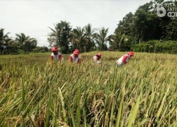 Verifikasi Data Faktual Lahan Pertanian Segera Diminta kepada Pemkab Jember