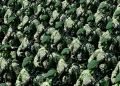 Indonesia Siapkan Pasukan Perdamaian ke Gaza Tidak Biarkan TNI Lucuti Senjata Hamas
