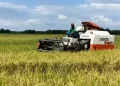 Petani Bojonegoro Harus Daftar AUTP untuk Melindungi Usaha Tani dari Risiko Gagal Panen