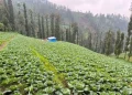 Petani Sayur Tosari Pasuruan Mengeluhkan Kelangkaan Pupuk dan Anjloknya Harga Jelang Nataru