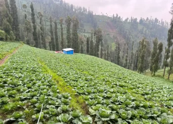 Petani Sayur Tosari Pasuruan Mengeluhkan Kelangkaan Pupuk dan Anjloknya Harga Jelang Nataru