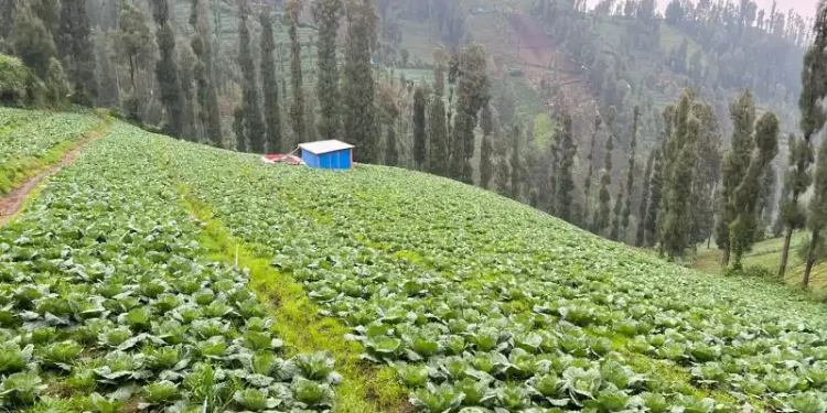 Petani Sayur Tosari Pasuruan Mengeluhkan Kelangkaan Pupuk dan Anjloknya Harga Jelang Nataru