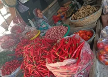 Masa Panen Harga Cabai Sumenep Turun Signifikan