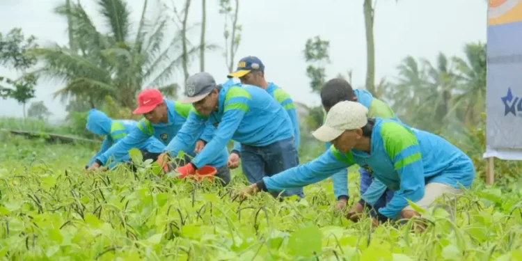 Ketahanan Pangan Pemasyarakatan Panen Kacang Hijau di Ngajum Malang