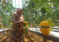 Kisah Eks TKI Taiwan Membawa Perubahan Desa di Madiun Menjadi Wisata Petik Melon