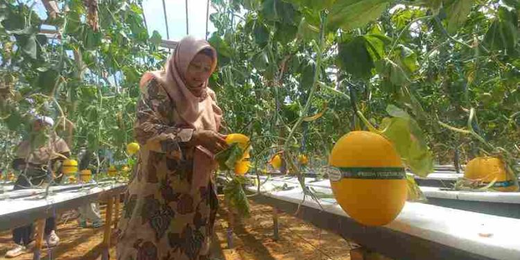 Kisah Eks TKI Taiwan Membawa Perubahan Desa di Madiun Menjadi Wisata Petik Melon