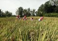 Kementerian Pertanian Buka Lagi Portal e-RDKK Pupuk Bersubsidi setelah Sempat Error