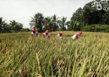 Kementerian Pertanian Buka Lagi Portal e-RDKK Pupuk Bersubsidi setelah Sempat Error