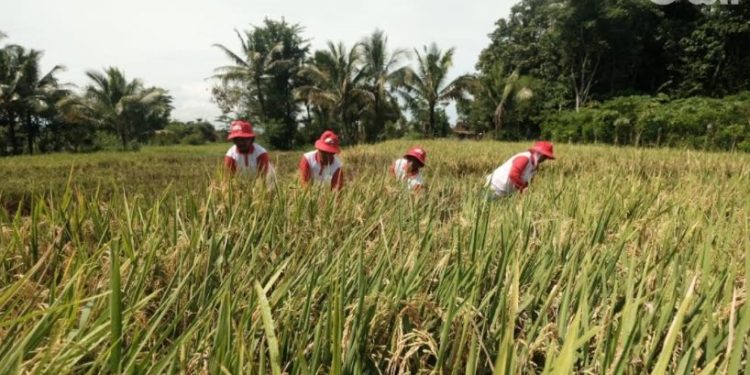 Kementerian Pertanian Buka Lagi Portal e-RDKK Pupuk Bersubsidi setelah Sempat Error
